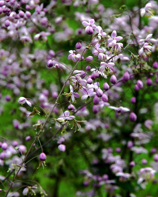 Thalictrum delavayi <br>CHINESE MEADOW RUE