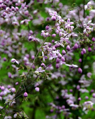 Thalictrum rochebruneanum, T. dipterocarpum <br>MEADOW RUE LILAC MIST