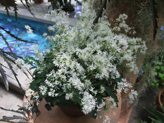 Thalictrum dasycarpum <br>TALL PURPLE MEADOW RUE