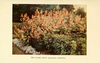 Macleaya cordata <br>PLUME POPPY