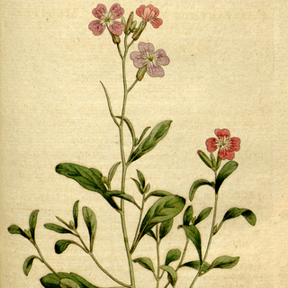 Malcomia maritima <br>VIRGINIA STOCK