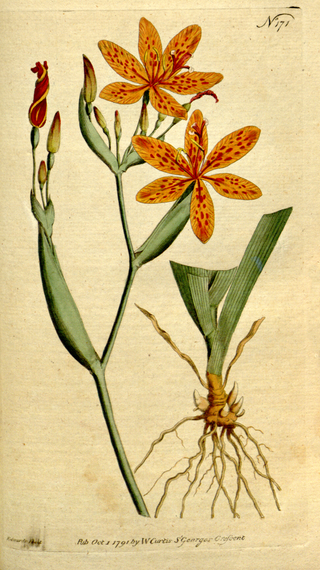 Belamcanda chinensis <br>BLACKBERRY LILY, LEOPARD FLOWER