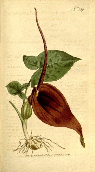 Sauromatum venosum, Typhonium venosum <br>VOODOO LILY