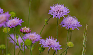 Knautia macedonica <br>WIDOW FLOWER 'WATERCOLOURS'