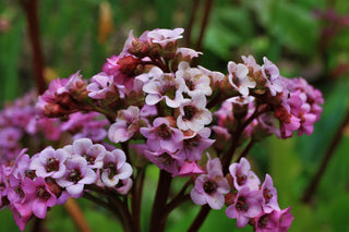 Bergenia purpurascens <br>ELEPHANTS EARS, PURPLE BERGENIA