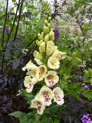 Digitalis <br>CREAM SPOTTED FOXGLOVE