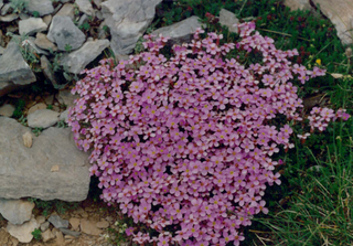 Thlaspi rotundifolium <br>ROUND-LEAF PENNYCRESS