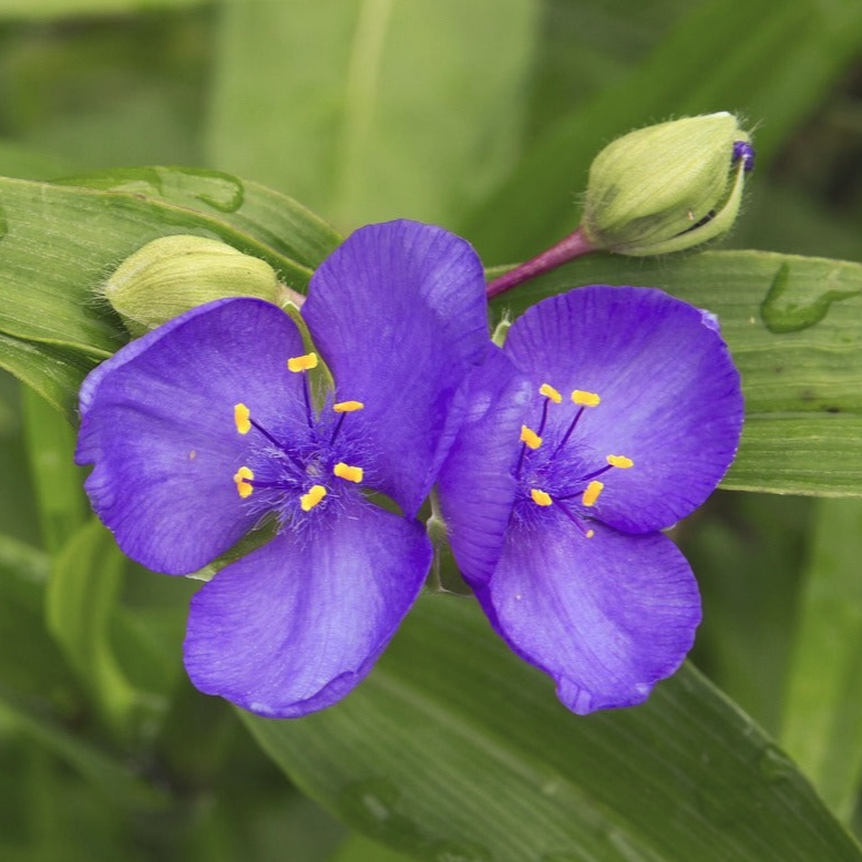 Tradescantia ohioensis OHIO SPIDERWORT, BLUEJACKET – Ferri Seeds
