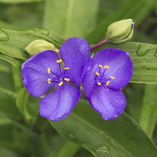 Tradescantia ohioensis <br>OHIO SPIDERWORT, BLUEJACKET