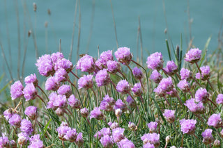 Armeria pseudarmeria <br>LILAC SEA THRIFT