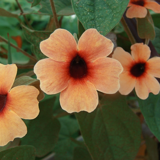 Thunbergia alata <br>BLACK-EYED SUSAN VINE BLUSHING SUSIE