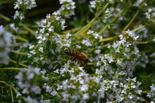 Thymus serpyllum <br>CREEPING THYME 'SNOWTHYME' WHITE