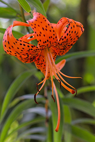 Lilium michiganense <br>MIXED COLOURS TURK'S CAP LILY, MICHIGAN LILY <br>Organic