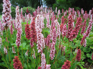 Polygonum bistorta <br>SNAKEROOT