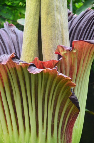 Amorphophallus titanum <br>CORPSE FLOWER, TITAN ARUM <BR>1 Germinated Seed