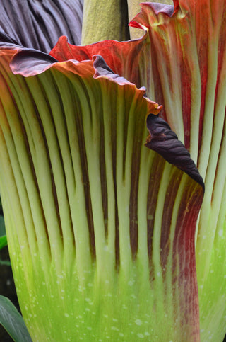 Amorphophallus titanum <br>CORPSE FLOWER, TITAN ARUM <BR>1 Germinated Seed