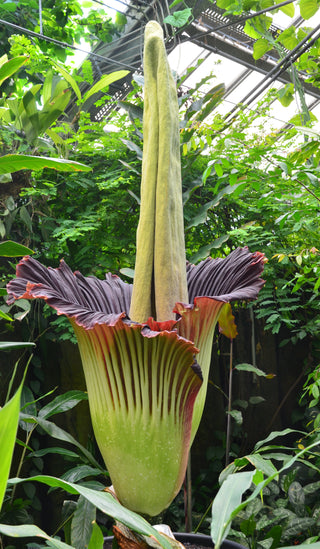 Amorphophallus titanum <br>CORPSE FLOWER, TITAN ARUM <BR>1 Germinated Seed