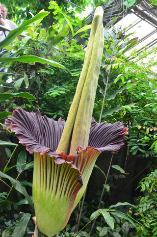 Amorphophallus titanum <br>CORPSE FLOWER, TITAN ARUM <BR>1 Germinated Seed