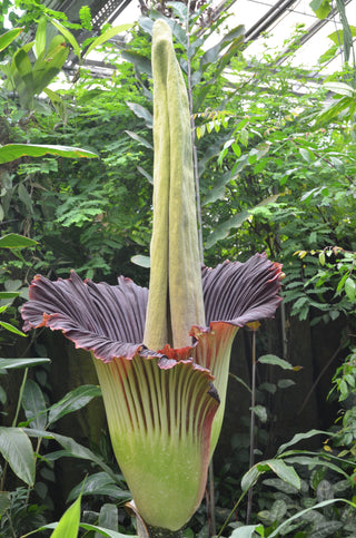 Amorphophallus titanum <br>CORPSE FLOWER, TITAN ARUM <BR>1 Germinated Seed