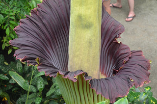Amorphophallus titanum <br>CORPSE FLOWER, TITAN ARUM <BR>1 Germinated Seed