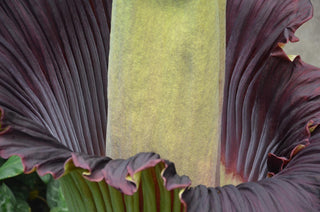 Amorphophallus titanum <br>CORPSE FLOWER, TITAN ARUM <BR>1 Germinated Seed