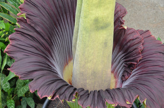 Amorphophallus titanum <br>CORPSE FLOWER, TITAN ARUM <BR>1 Germinated Seed
