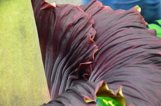 Amorphophallus titanum <br>CORPSE FLOWER, TITAN ARUM <BR>1 Germinated Seed
