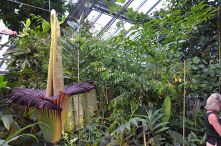 Amorphophallus titanum <br>CORPSE FLOWER, TITAN ARUM <BR>1 Germinated Seed