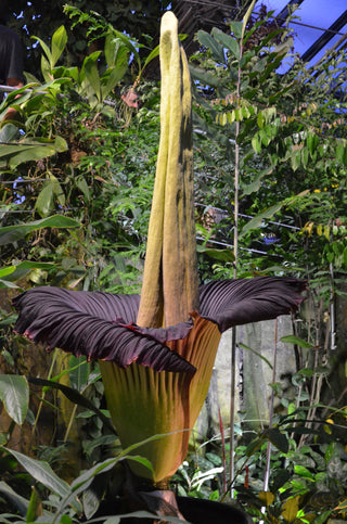Amorphophallus titanum <br>CORPSE FLOWER, TITAN ARUM <BR>1 Germinated Seed