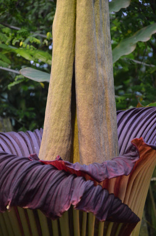 Amorphophallus titanum <br>CORPSE FLOWER, TITAN ARUM <BR>1 Germinated Seed