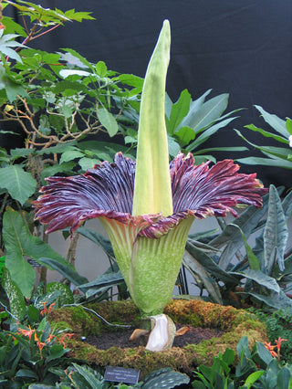 Amorphophallus titanum <br>CORPSE FLOWER, TITAN ARUM <BR>1 Germinated Seed