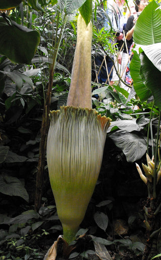 Amorphophallus titanum <br>CORPSE FLOWER, TITAN ARUM <BR>1 Germinated Seed