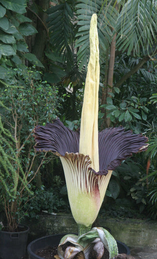 Amorphophallus titanum <br>CORPSE FLOWER, TITAN ARUM <BR>1 Germinated Seed