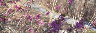 Daphne mezereum <br>PINK DAPHNE
