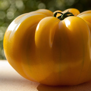 Solanum lycopersicum <br>TOMATO BEEFSTEAK 'YELLOWSTONE'