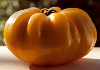 Solanum lycopersicum <br> 'PINEAPPLE' HEIRLOOM TOMATO