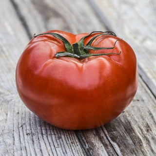 Solanum lycopersicum <br>BEEFSTEAK TOMATO