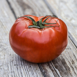 Solanum lycopersicum <br>GLAMOUR TOMATO