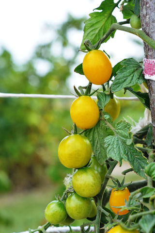 Solanum lycopersicum <br>GOLD CURRANT TOMATO