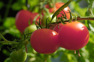 Solanum <br>PINK TOMATO