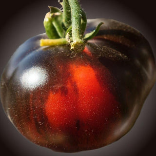 Solanum lycopersicum <br>LITTLE RED N' BLACK TOMATO