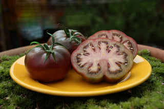 Solanum lycopersicum <br>CHEROKEE PURPLE TOMATO