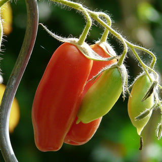 Solanum lycopersicum <br>SAN MARZANO TOMATO