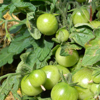 Solanum lycopersicum <br>MICRO TOMATO 'AZTEC'