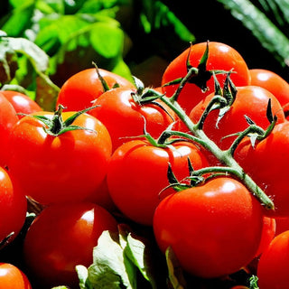 Solanum lycopersicum <br>TOMATO 'SWEET MILLION'