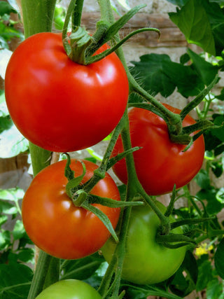 Solanum lycopersicum <br>ITALIAN TOMATO TREE TRIPLE-L-CROP