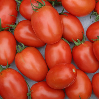 Solanum lycopersicum <br>ROMA VF HEIRLOOM TOMATO