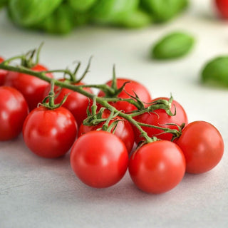 Solanum lycopersicum <br>RED CURRANT TOMATO