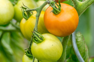 Solanum lycopersicum <br>GOLDEN QUEEN TOMATO or JUBILEE, Heirloom