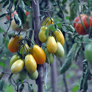 Solanum lycopersicum <br>JULIET TOMATO